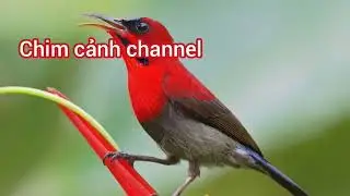 Tiếng chim hút mật xác pháo không tạp âm, bẫy là dính 100%