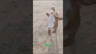 A calf search for love and belonging #animals #animalshorts #shortsanimals