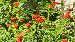 Gulf Fritillary Butterfly 10/27/2025
