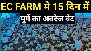 15 - दिन मे मुर्गे का वजन कितना होना चाहिए ? Ec poltry farm business🐤 #poltryfarm #poltrybusiness 