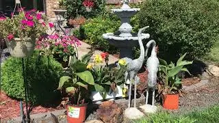 HMONG INSPIRING CHANNEL~ My Front Door with a Lovely Couple Crane Video for Memories Aug2022