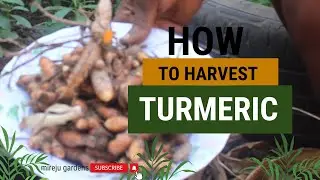 How and When To Harvest Turmeric