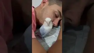 Quando da tempo tiro um cochilo com meu Agaporne de Guarda ❤️ | Aves Recriar