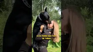 &iquest;Por qu&eacute; se dice que el Doberman es el perro m&aacute;s fiel de todos? #perros #perros #doberman