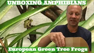 *ВИДЕО РАСПАКОВКИ*: Распаковка земноводных! Распаковка Hyla arborea, европейская зелёная древесная лягушка