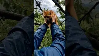 Rescuer POV: Cat Rescue During Thunderstorm #cat #catlover