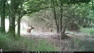 Roe Doe & 1 Roe kid still in spots