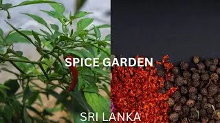Kandy Sri Lanka spice garden