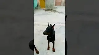 European Doberman available for sale show quality heavy bone