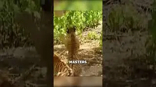 This is why Monkeys Tease Tigers ! 😂😂 #shorts