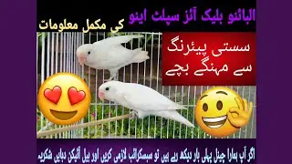 Love birds best pairing | Albino black eyes split eno ki pairing 💯 |