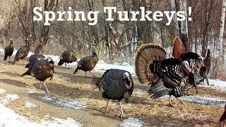 Spring Turkeys Up Close!