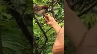 Panama I Lo❤️e, monkey Island