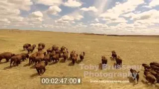 Great Plains Buffalo Footage