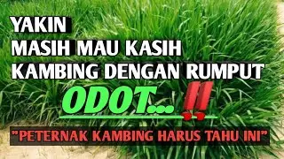 Rumput odot untuk kambing dan sapi kaya akan nutrisi !! || adi tani ternak happy