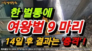 한 벌통에 처녀왕 9마리를 넣고 14일을 가만히 두었습니다. 과연 결과는?