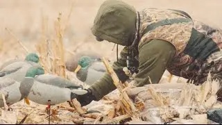 The X: Hunting Waves of Greenheads in Cut Cornfields