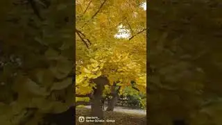 Love the beautiful golden fall color&hellip;Autumn Gold Ginkgo