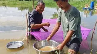Sareng(Wallago attu) artificial induced breeding in Manipur(PROJECT SARENG)