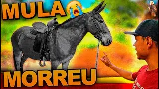 Mula de vovô se foi 😭