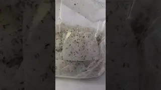 Get ready with me for a Lice Popping video #RGVLiceLady #asmr
