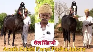 सेकड़ा वाले घोड़े की बेटी मणि ओर दिलखुश का बेटा बादल