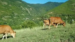 Jersey hayvanlar para kazandırıyor mu Merada hayvanlarımın sütleri düștü mü ve yem sorunu