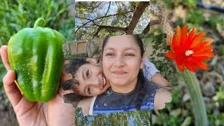 Primer vegetal cosechado / Días con una ola de calor/ tiempo en familia 