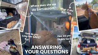 How to Travel with a Cat - Safety Tips - Training Cats for the Car, Backpack, Leash, and Bathroom