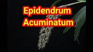 Epidendrum acuminatum, Cultivo y cuidados