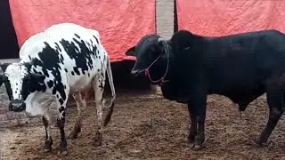 natural cow meeting | cow breedar bull | animals meeting