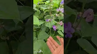 அவரை விவசாயம்#agriculture farmer#youtubeshorts 💚🌱🙏🇮🇳