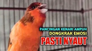 #104 KENARI GACOR NGEREK Rol Rapat Emosi ini AMPUH utk Pancingan Kenari Paud | Kenari vs Lovebird