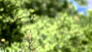Slow-motion video of hummingbird and insect flight helps solve hovering physics problem