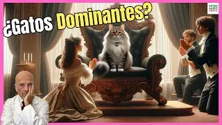 🔴 GATOS DOMINANTES: DEFINICIÓN COMPORTAMIENTO Y QUE HACER CON ELLOS 🔴