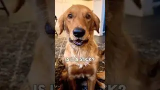 Is This Dog Innocent? 🤣🤣
