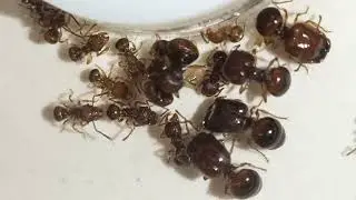 acanthomyrmex thailandensis