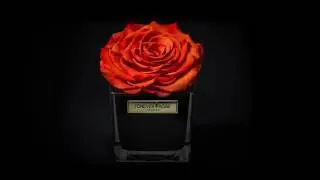 The Rose Cube