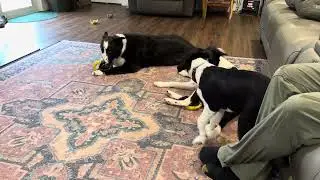 Border collies entertaining themselves on a rainy Monday morning #bordercollie #puppy #farmlife 