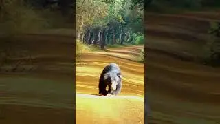 Exploring Wilpattu National Park: Sri Lankan Sloth Bear in Action #nature #wildsrilanka #wilpattu