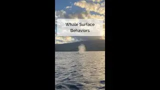 Whale Surface Behaviors
