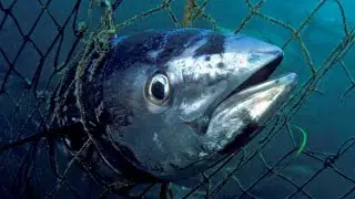 Bluefin Tuna: A Prized Fish Facing Conservation Challenges