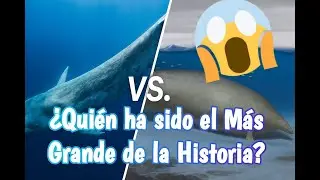 BALLENA AZUL vs. PERUCETUS COLOSSUS: &iquest;QUI&Eacute;N ha sido el VERDADERO GIGANTE en la HISTORIA del PLANETA?