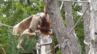 Orangutans play and hide under cloths