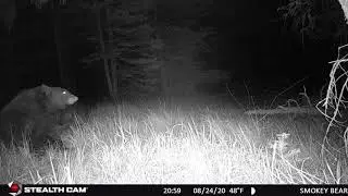 Scratching Bear, Capitan Mountain, New Mexico
