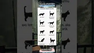 bahasa ekor kucing #shorts