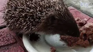Little hedgehog eating cat food