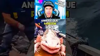 ANIMAIS que PARECEM FOFOS, mas podem TE MATAR!  #animais  #natureza  #pets #cuidado  #animals