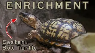 ENRICHMENT - The Animals of Monmouth County Parks (Mini-doc 2023)