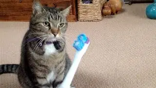 Cat Hates Electronic Toothbrush